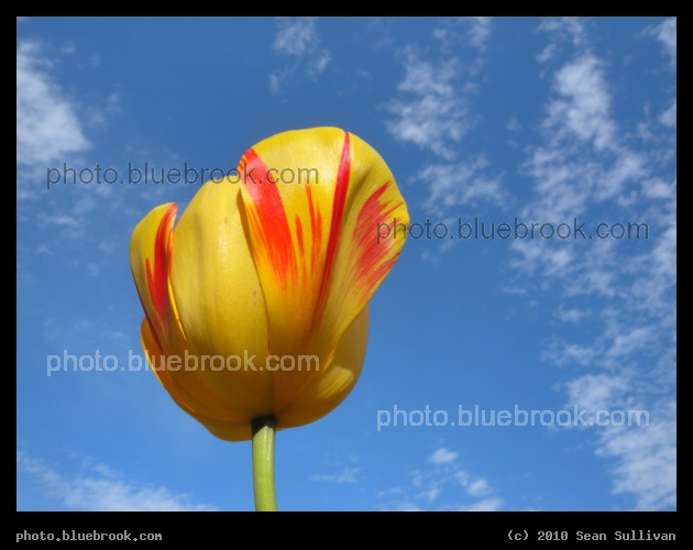 Tulip and Sky - Christopher Columbus Park, Boston MA