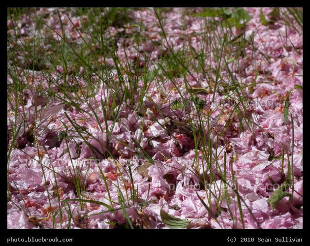 Petals on the Grass - Somerville MA