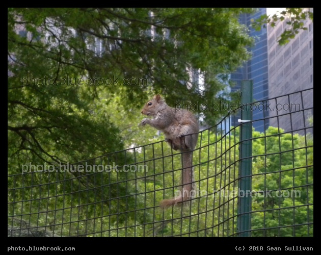 Squirrel on a Fence - Battery Park, New York City