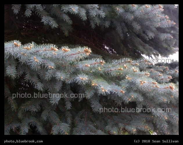 Layer of Spruce - Somerville MA