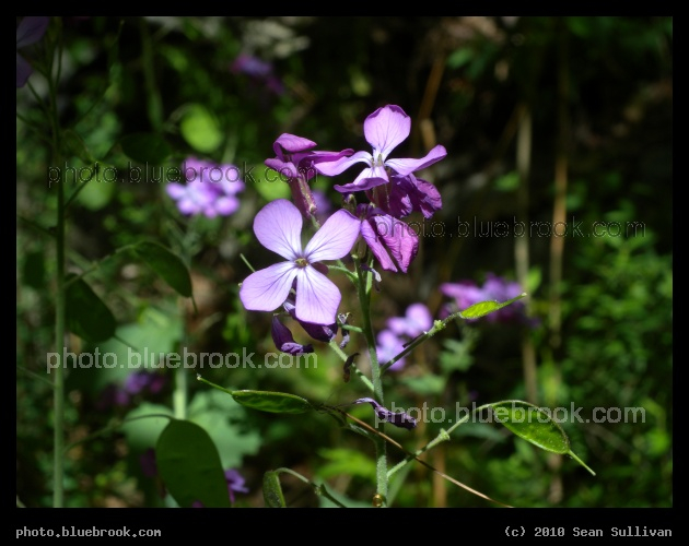 Purple Flower in a Sunbeam - Grafton MA