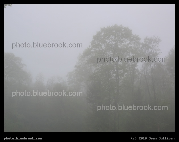 Forest in the Fog - Shutesbury MA