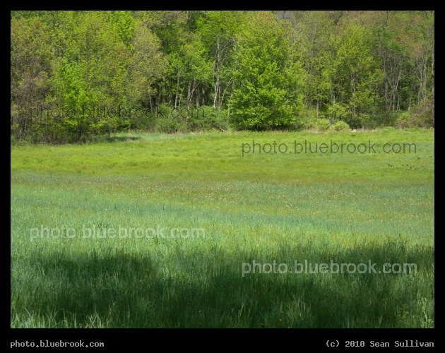 Many Shades of Grass - A field with grasses of many colors, Grafton MA