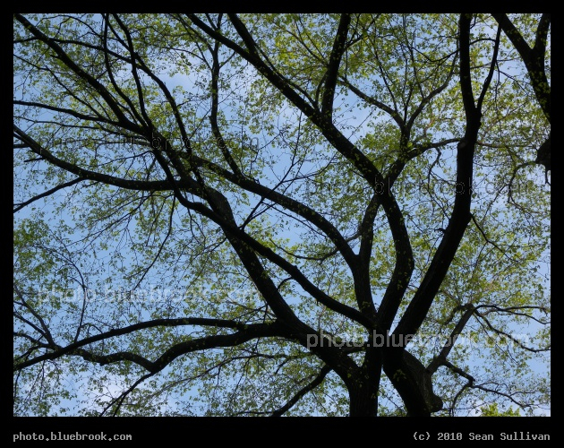 Canopy of Branches - Central Park, New York City