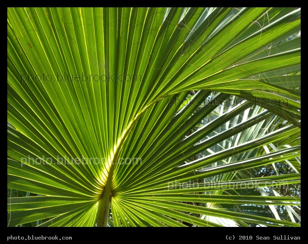 Green Curve - A palmetto at the Turkey Creek Sanctuary, Palm Bay FL
