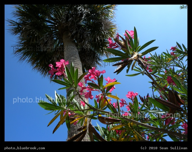 Tropical Flora - Eau Gallie, FL