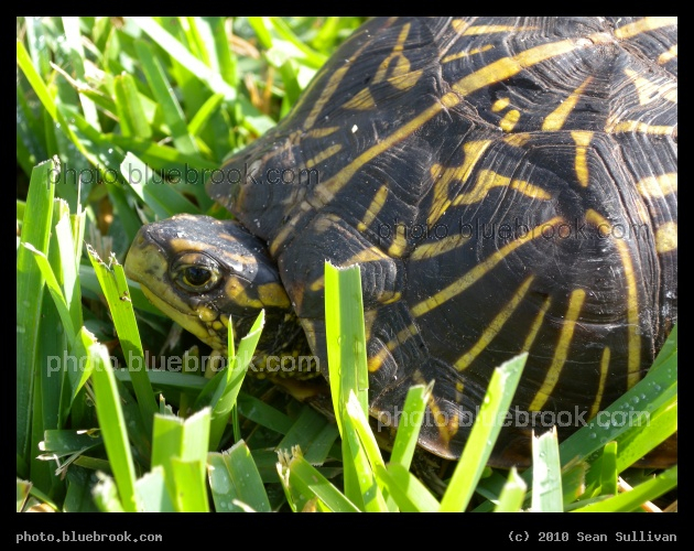 Turtle in the Grass - Satellite Beach, FL