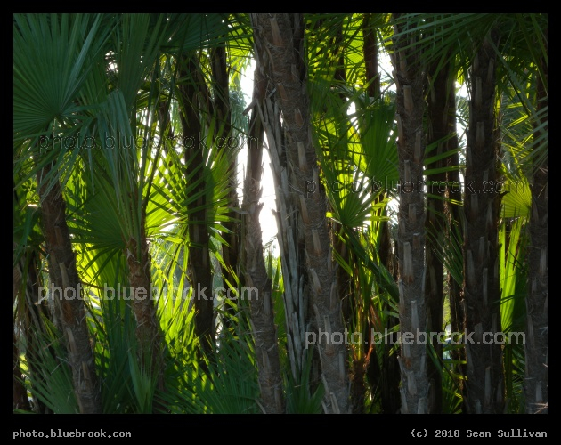 Wall of Palms - Satellite Beach, FL