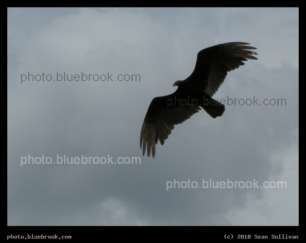 Vulture - St Cloud, FL