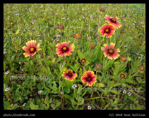 Crimson and Yellow Flowers - In a field at the Kennedy Space Center, remote camera site 3 for launch pad 39-A
