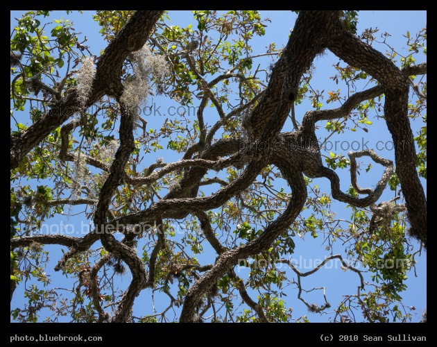 Tangled Branches - Eau Gallie, FL