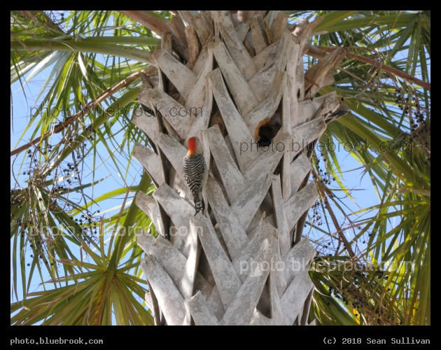 Woodpecker on a Palm - Satellite Beach, FL