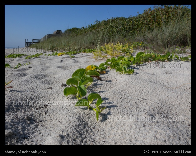 Exploring the Beach - A wandering vine on the sand, Indian Harbour Beach FL