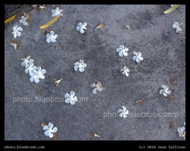 Fallen Flowers - Satellite Beach, FL