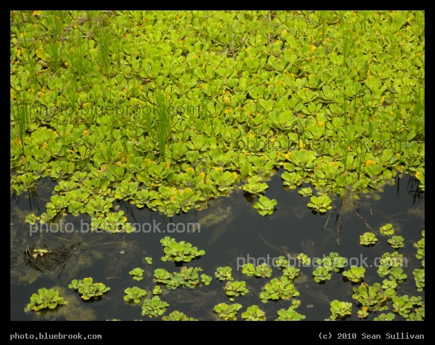 Landscape of Aquatic Plants - Osceola County, FL