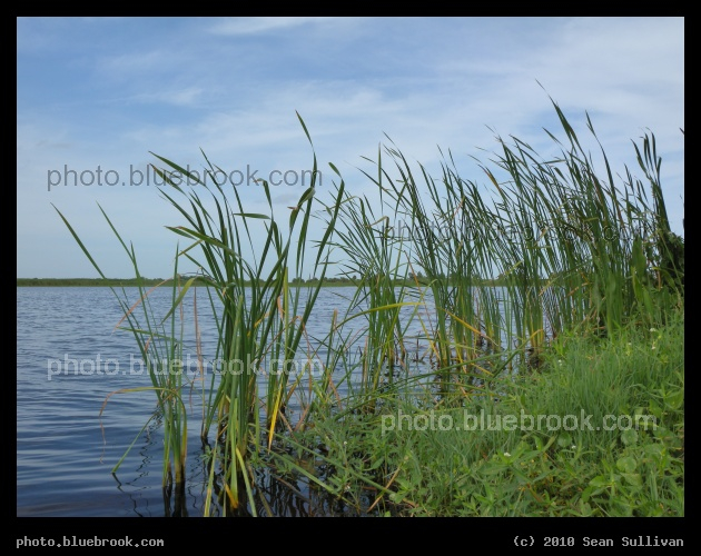 Reeds at Three Forks - Three Forks Marsh Conservation Area, near Kenansville FL