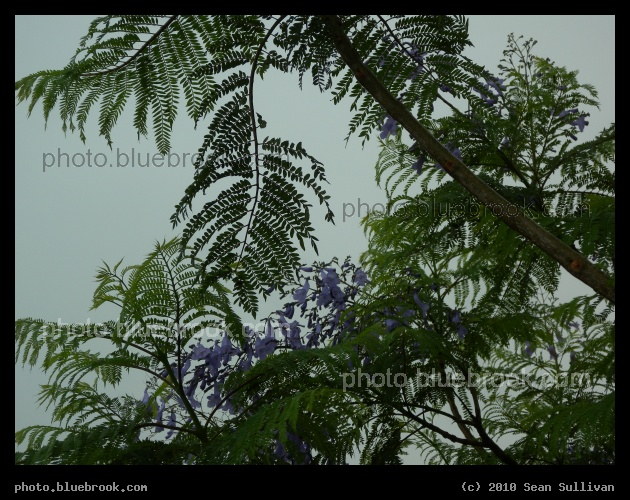 Jacaranda Branches - Melbourne FL