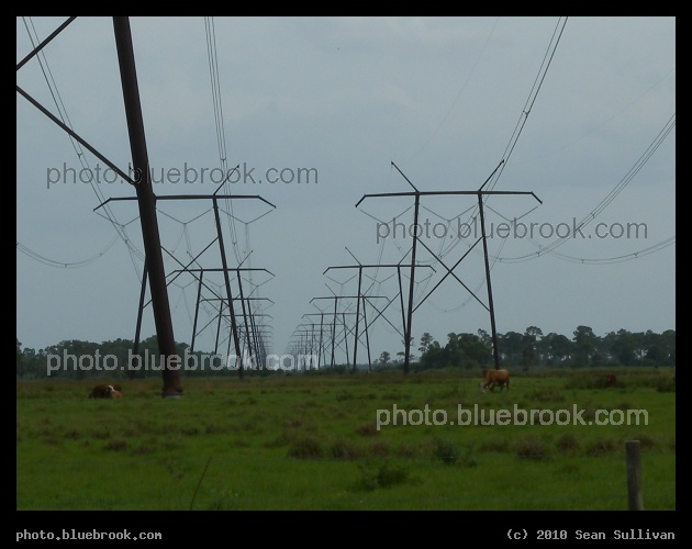 Electric Cows - Cows under high voltage power lines, near Kenansville FL