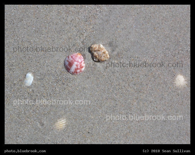Indian Harbour Beach - Shells in the sand at Indian Harbour Beach, FL
