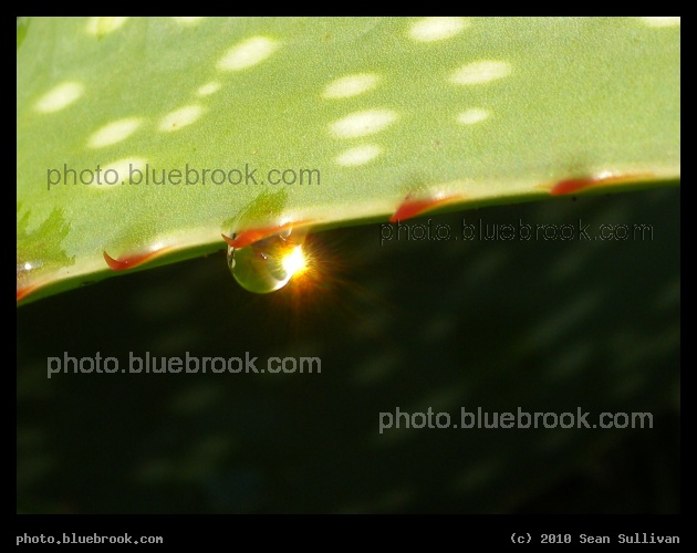 Miniature Sun - Sunlight reflecting off a water droplet on a succulent plant, Satellite Beach FL