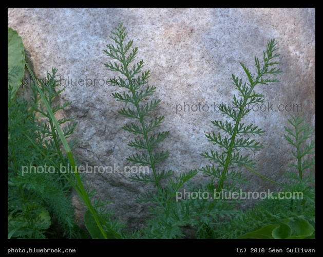 Plants on a Granite Backdrop - Shutesbury MA