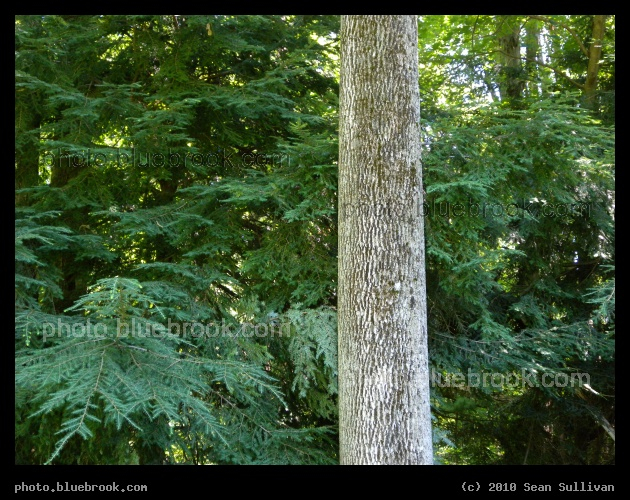 Forest Textures - Shutesbury MA