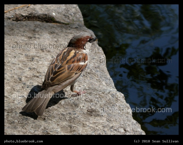 Looking Across the Water - A sparrow at the Public Garden, Boston MA