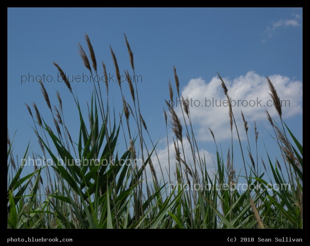 Grasses and Clouds - Beside the Malden River, Everett MA