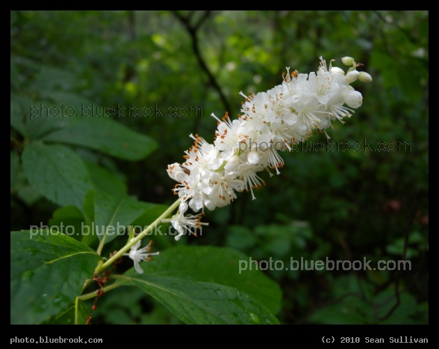 Clethra Flowers - Clethra alnifolia in the Middlesex Fells Reservation, Medford MA