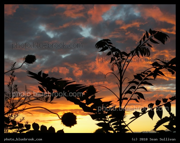 Plants and Sunset - At Fresh Pond, Cambridge MA