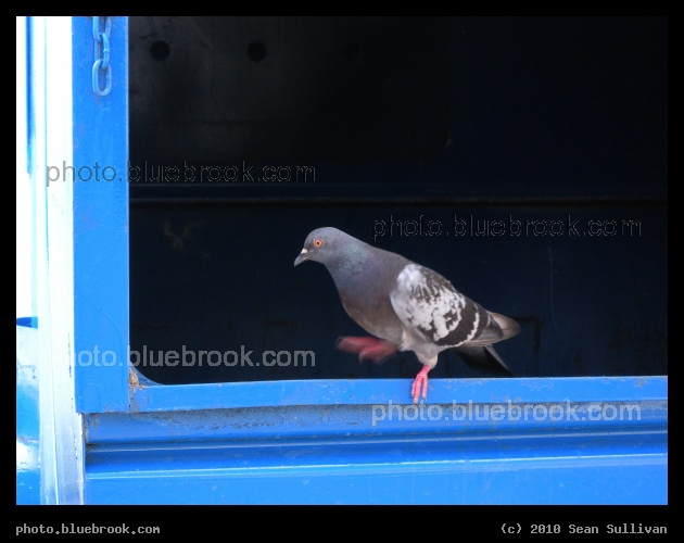 Pigeon on Blue - Cambridge MA
