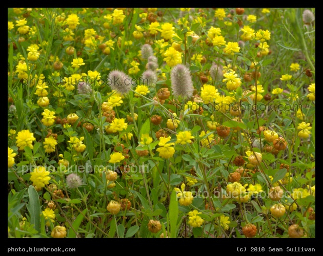 Yellow Wildflowers - Plymouth MA