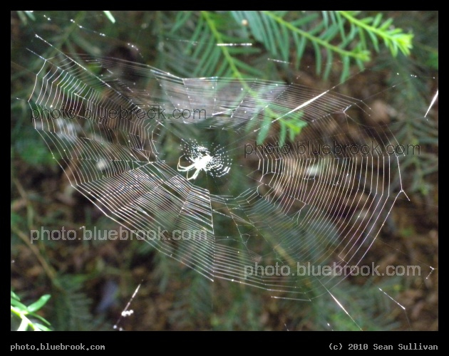 Spiderweb in the Public Garden - Public Garden, Boston MA