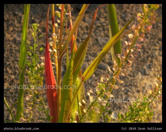 Beauty in Unexpected Places - Brightly colored grasses growing in a crack in the sidewalk, inside the Roosevelt Circle rotary above Interstate 93, Medford MA