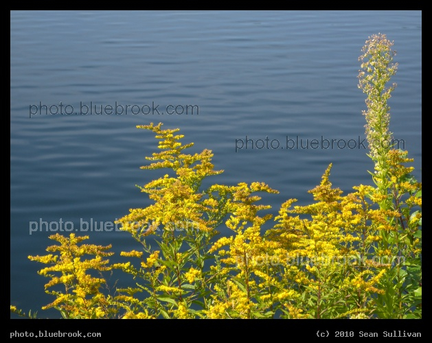 Goldenrod by the Water - Medford, MA