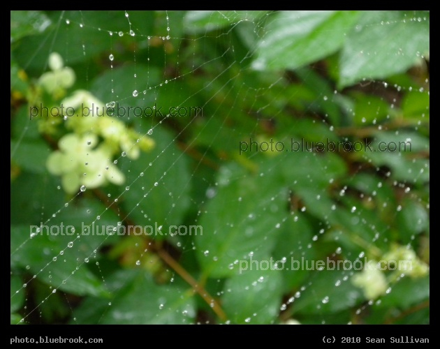 Beads of Water - A spiderweb on a rainy morning, Somerville MA