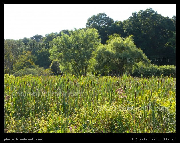 Cattails in the Arboretum - Jamaica Plain, MA