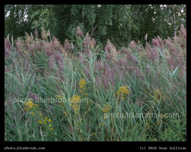 Soft Pink and Yellow - Plants in the Mystic River Reservation, Medford MA