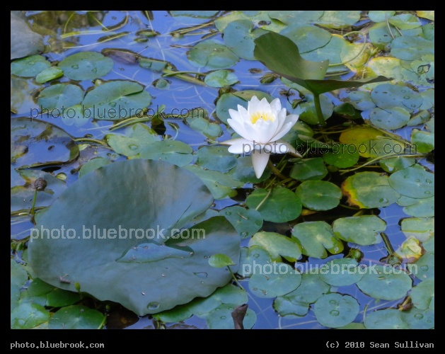 Water Lily - Essex MA