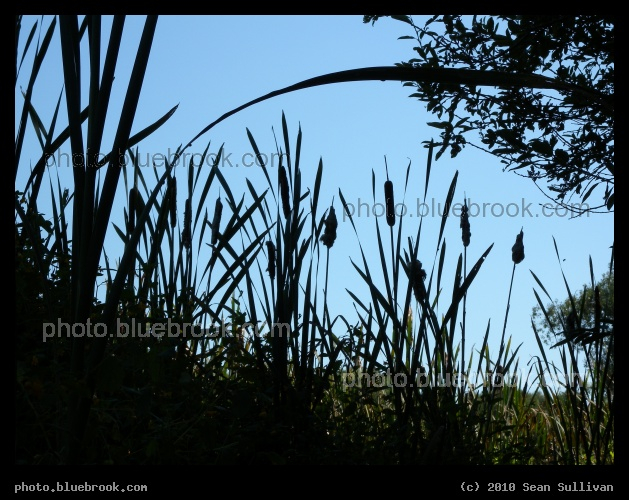 Cattail Silhouette - Arboretum, Jamaica Plain MA