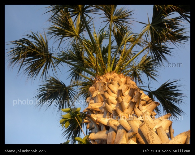 Textured Palm - Satellite Beach, FL