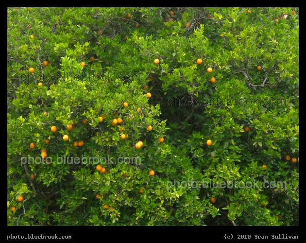 Fresh Oranges - Osceola County, Florida