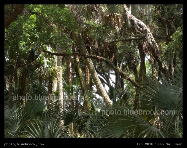 Florida Jungle - Near Kenansville, FL