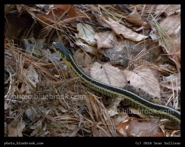 Snake in the Fells - Middlesex Fells Reservation, Medford MA