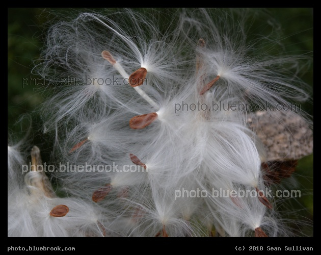 Milkweed Seeds - North Grafton, MA