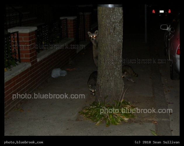 Urban Bandits - Three raccoons in Somerville MA