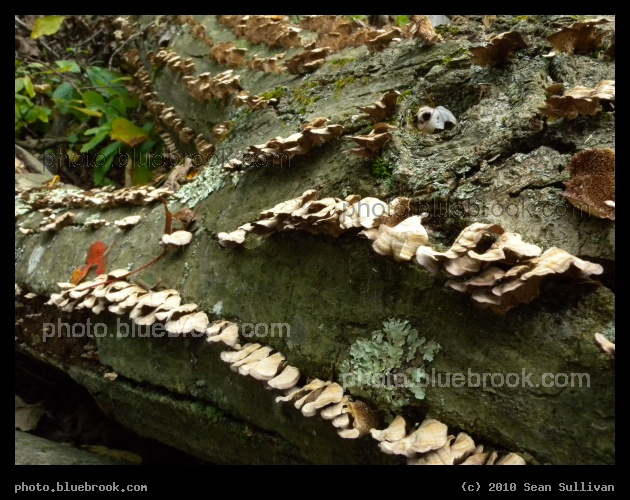 Waves of Bracket Fungus - Webster Conservation Area, Newton MA