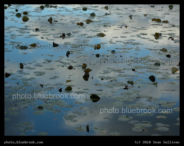Clouds and Lilypads - Hammond Pond, Newton MA