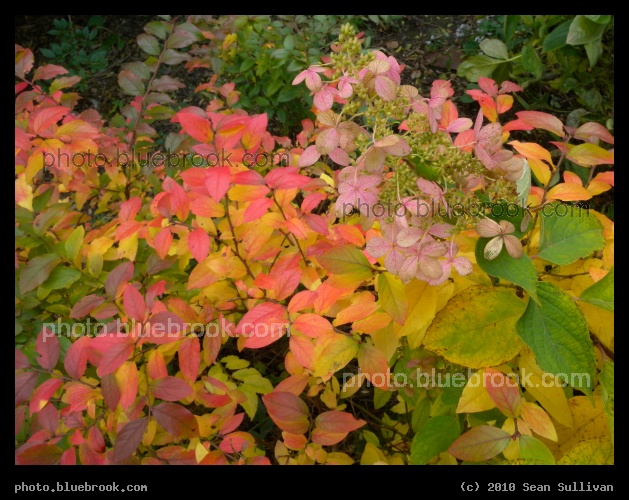 Bright Autumn Garden - Somerville MA