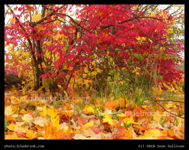 Southington Autumn - Southington CT
